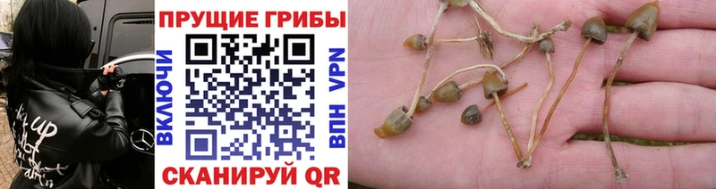 Галлюциногенные грибы GOLDEN TEACHER  кракен рабочий сайт  Гремячинск 